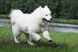 SAMOYEDE 068